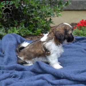 Zucchini, Shih Tzu Puppy